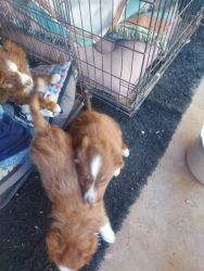 Aussie puppies for sale
