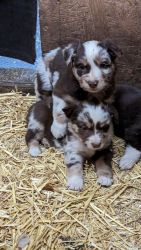 Australian shepherd puppies for sale in Indiana