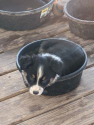 Aussie pups for sale