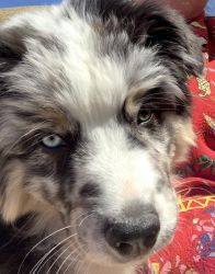 Australia Shepard puppy for sale