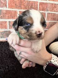 Mini Aussie Puppies wanting Furever Families