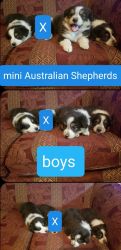 Mini Australian Shepherds