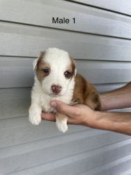 Aussie Collie Mix Puppies