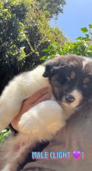 Australian Shepherd Puppies -- Mr. V