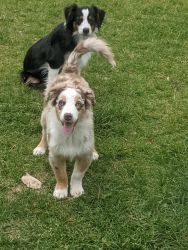 7 month old Aussie looking for good home with companions
