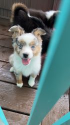 Large Toy Aussies Looking for Forever Home
