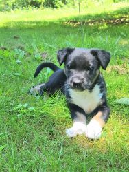 Australian Shepard/Husky Puppies for Sale!