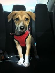 Looking for forever home for my pup