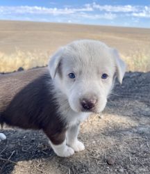 Border Collie Australian Shepard Mix Puppies need a home!!