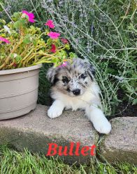 Beautuful Australian Shepherd Puppies looking for a forever home