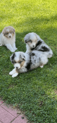 Aussie puppies