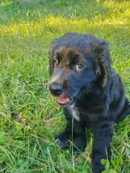 Aussie/Golden retriever puppies for sale