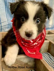 Precious Aussie pups for sale