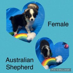 Australian Shepherd 3 black tri females 2 black Tri males