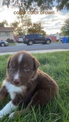 Sweet australin shepherd puppies for sale
