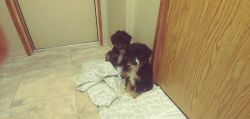 Selling two puppies