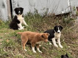 Australian Shepherd Pups for sale