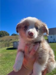Toy red merle male