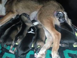 German/Australian Shepherd mix puppies