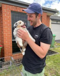 Cute Trained Australian Shepherd Puppy