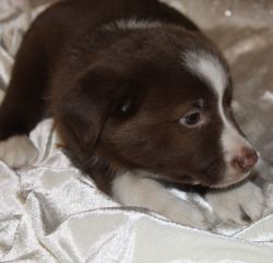Just in time for Christmas Aussie Puppies