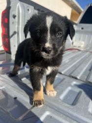 Adorable 8 Week old Aussie Shepard mix and Border Collie mix