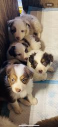 Australian Shepherd Puppies!