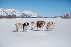 Jerry Aussie Farm: Your Trusted Source for Australian Shepherd Puppies