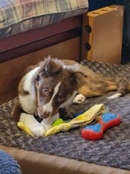 5 Mo Old Aussie Male Needs a Family