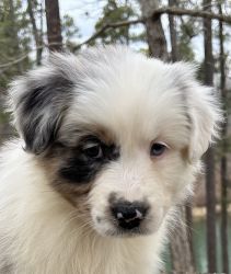 Aussie Pup for adoption