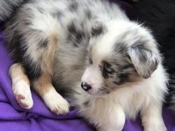 Aussie Pup for Adoption