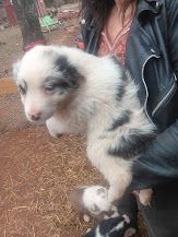 Registered Australian Shepherd puppies for sale