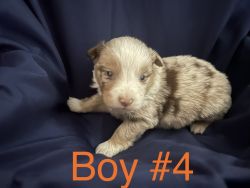ASDR registered Aussie puppies with Blue eyes