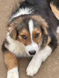 Aussie puppies for sale At Great Price