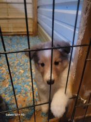 Shelties available