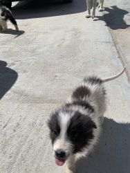 For sale 2 puppies