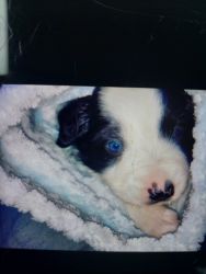 Black and white 6 week old aussie male