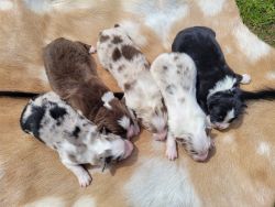 AKC Standard Australian Shepherd Puppies