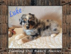 Asdr Mini Blue Merle Male Aussie ~ Luke