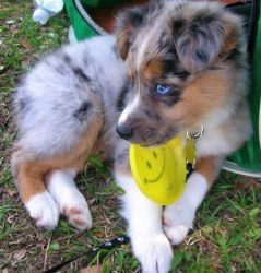 Adorable Australian Shepherd puppy