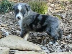 Australian Shepherd Puppies For adoption