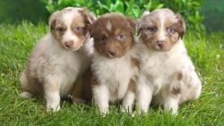 Absolutely Beautiful Australian Shepherd Puppies