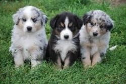 Charming Australian Shepherd puppies