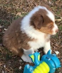 Australian Shepherd puppies ready for a new house