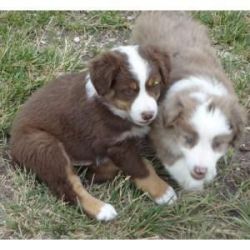 Australian shepherds pups