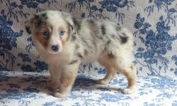 Well Socialized Blue Merle Aussie Pups For Sale
