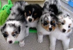 Australian Sheperd Puppies