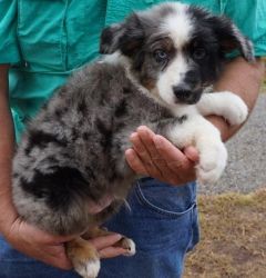 Australian-shepherd Puppy's For Sale