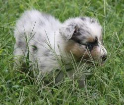 Cute Australian Shepherd Puppies For Sale