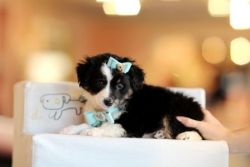 Gorgeous Australian Shepard Available for Financing!